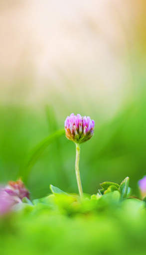 Macro HD Wallpaper screenshot 14