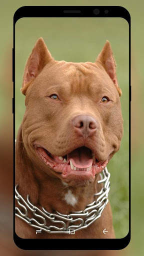 Pitbull Wallpaper HD screenshot 5