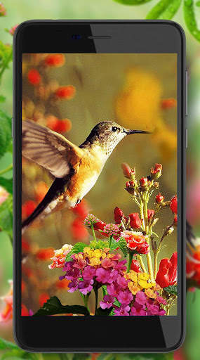 Hummingbird Cute screenshot 4