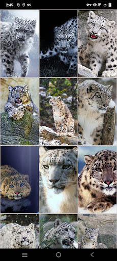 Snow Leopard Wallpapers screenshot 2