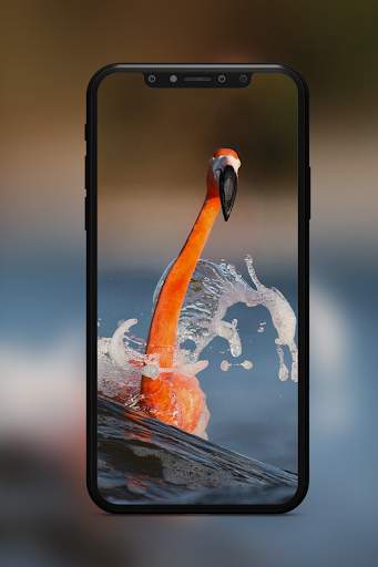 Bird Wallpaper screenshot 5
