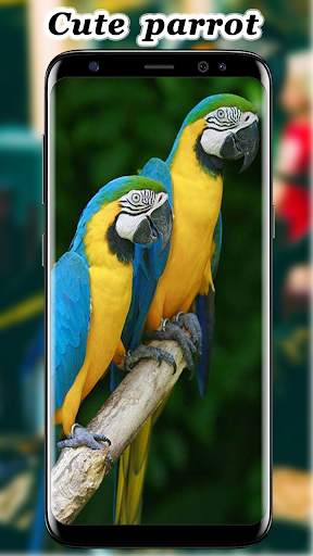 Cute Parrot Wallpaper screenshot 12