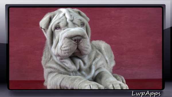 Shar Pei Wallpaper screenshot 1