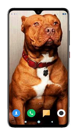 Pitbull Dog Wallpaper HD screenshot 12