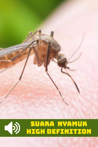 Suara Nyamuk HD screenshot 1