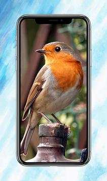 All Birds Wallpapers скриншот 2