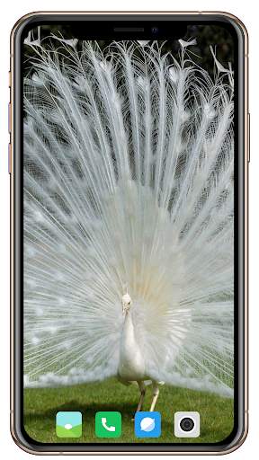Peacock HD Wallpaper screenshot 14
