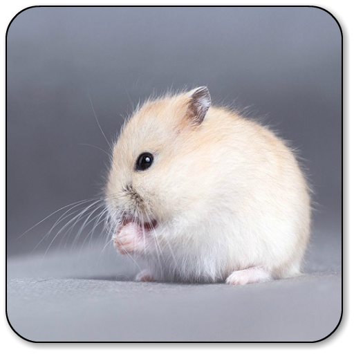 Hamster Sounds icon