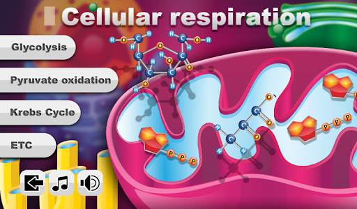 Biology Cellular Respiration screenshot 11