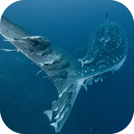 Whale Shark. Wallpapers आइकन