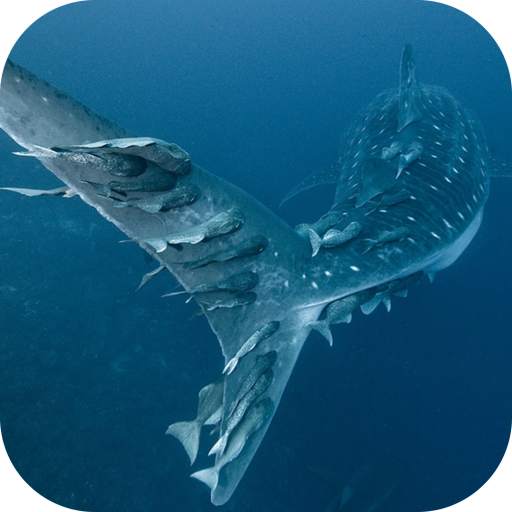 Whale Shark. Wallpapers 20201104