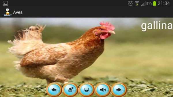 Zoo Baby - English Edition screenshot 6