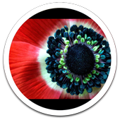 Photo HD Red Flowers LWP icon