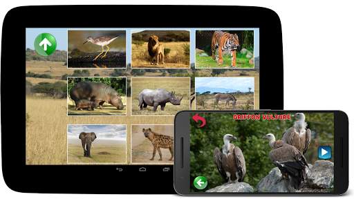 Animal Sounds screenshot 4