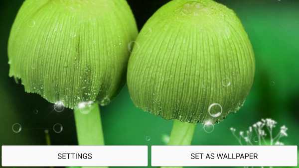 Mushrooms Live Wallpaper स्क्रीनशॉट 8