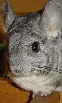 Chinchilla Wallpapers screenshot 4