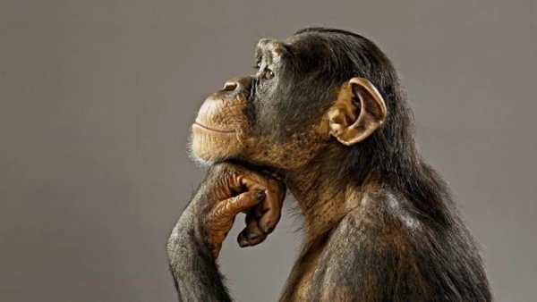 Funny chimpanzee screenshot 1