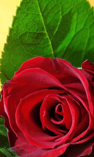 3D Love Rose Live Wallpaper screenshot 3