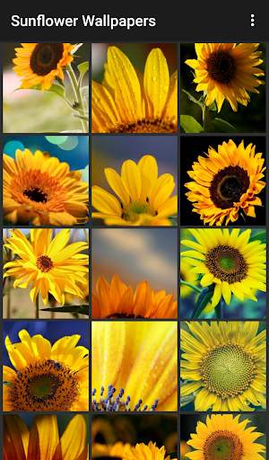 Sunflower Wallpapers 2 تصوير الشاشة