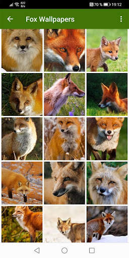 Fox Wallpapers screenshot 1