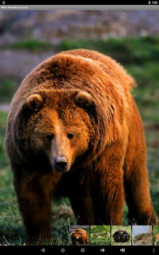 Wild Animals Sounds screenshot 6