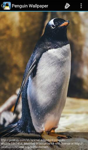 Penguin Wallpaper screenshot 7