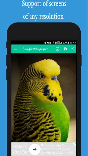 Budgie Wallpapers screenshot 3