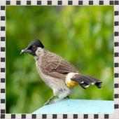 Kicau Burung Kutilang Gacor icon