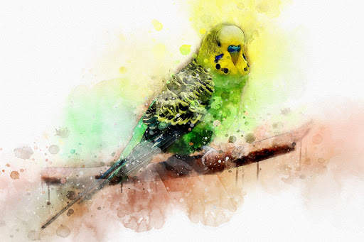 Budgie Bird Wallpapers HD screenshot 4