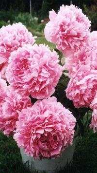 Pion Wallpapers 4 تصوير الشاشة