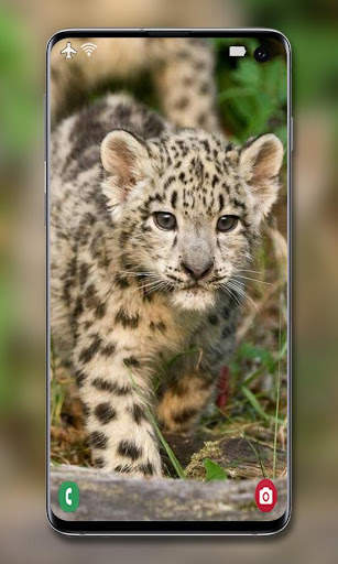 Snow Leopard Wallpaper screenshot 7