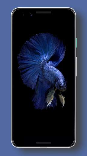 Wallpaper Ikan Cupang HD screenshot 5
