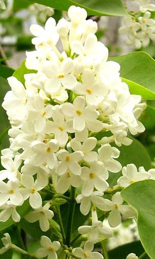 Lilac Flowers Live Wallpaper (Backgrounds) screenshot 1