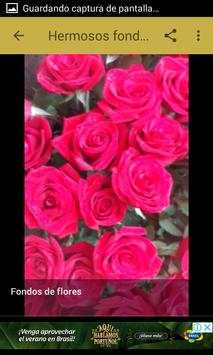 Fondos de flores screenshot 4