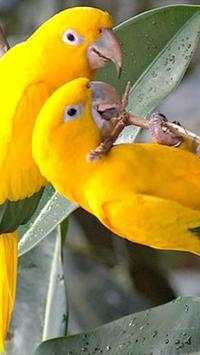 Beautiful Birds Wallpapers3 HD screenshot 17