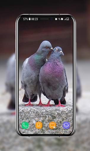 New Pigeon Wallpaper screenshot 3