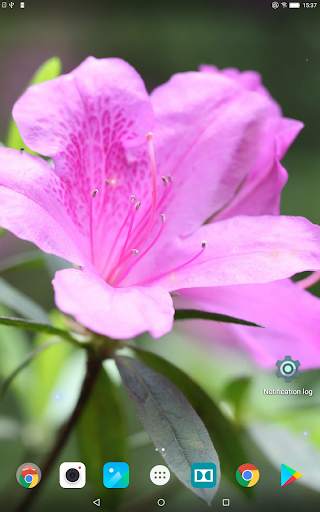 Beautiful Spring Flowers Live Wallpaper screenshot 10