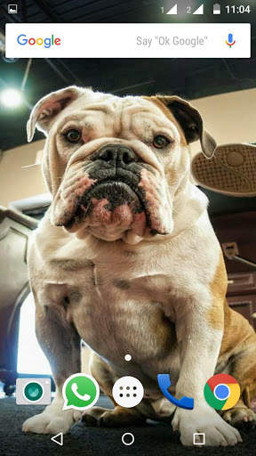 Bulldog Wallpaper HD screenshot 4