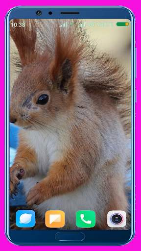 Squirrel Wallpaper screenshot 10
