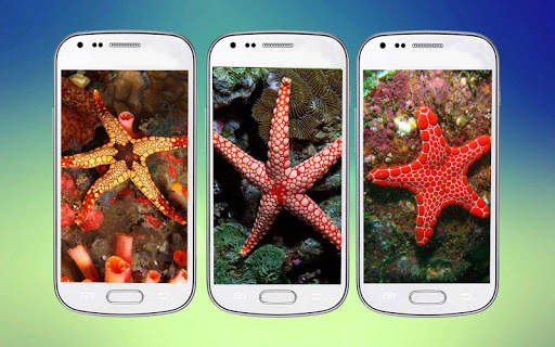 Starfish 3D Free Live Wallpaper screenshot 2
