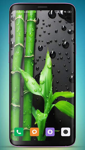 Bamboo Wallpaper HD screenshot 2