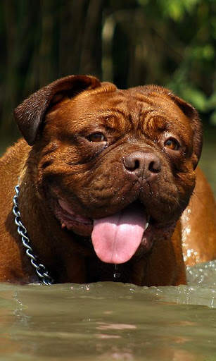 Mastiff Wallpaper screenshot 8