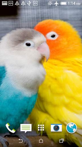 Birds Jigsaw Puzzle   LWP screenshot 4