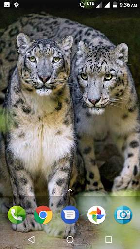 Big Cats Wallpaper screenshot 2