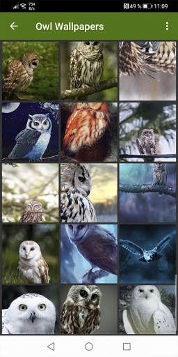 Owl Wallpapers screenshot 4