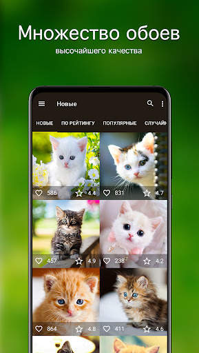 Обои котята | Котики от 7Fon скриншот 2