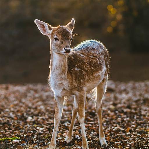 Game Camera Pro 1.0.1