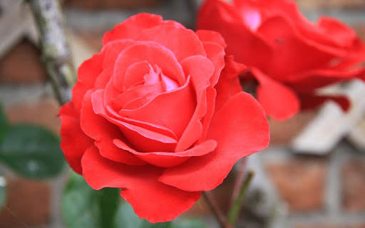 Rosa Live Wallpaper screenshot 11
