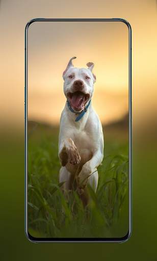 Cute Animal & Birds Wallpaper in 4K - AnimalWallp screenshot 5