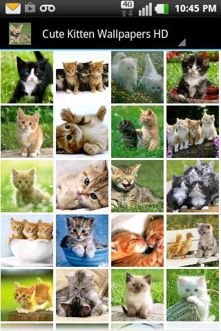 Cute Kitten Wallpapers HD screenshot 1